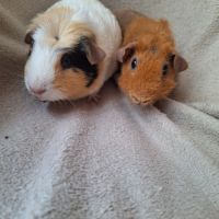 Duo très jeunes femelles #2
