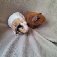 Duo très jeunes femelles
