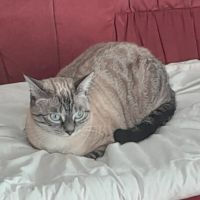 Chatte 5 ans à adopter gratuitement