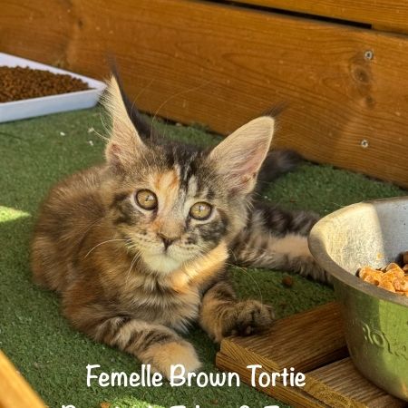Superbes chatons maine coon loof #2