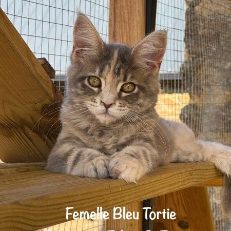 Superbes chatons maine coon loof #3