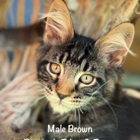 Superbes chatons maine coon loof #5