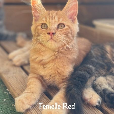 Superbes chatons maine coon loof #7