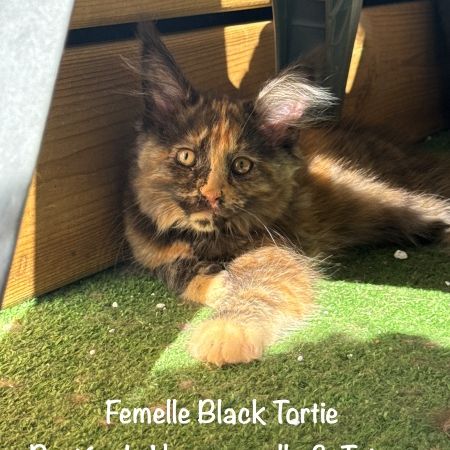 Superbes chatons maine coon loof #2