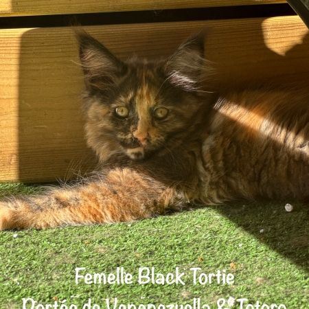Superbes chatons maine coon loof #3