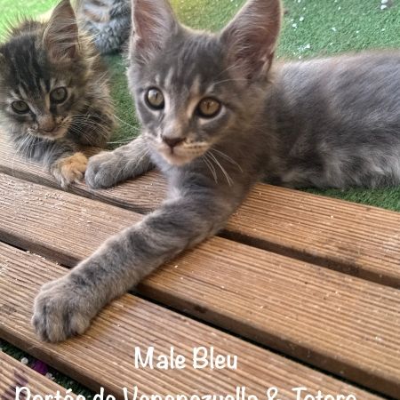 Superbes chatons maine coon loof #4