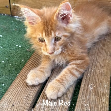 Superbes chatons maine coon loof #7