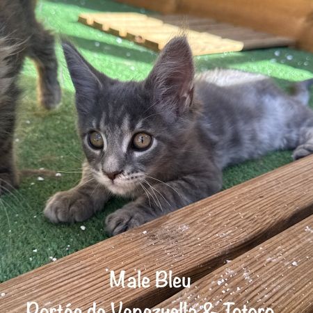 Superbes chatons maine coon loof #8