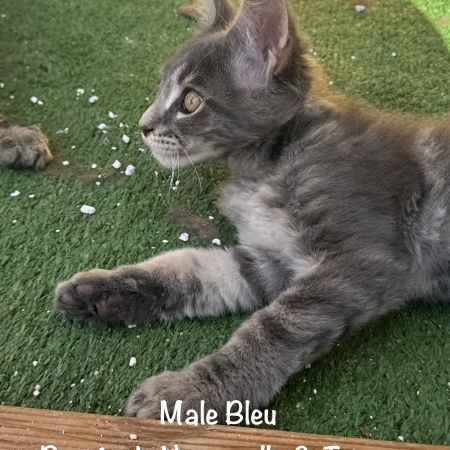 Superbes chatons maine coon loof