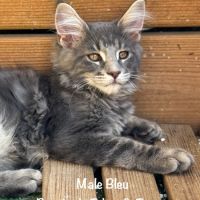 Superbes chatons maine coon loof #1