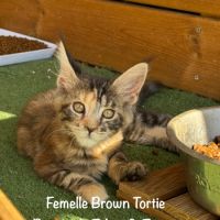 Superbes chatons maine coon loof #2