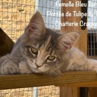 Superbes chatons maine coon loof