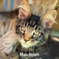 Superbes chatons maine coon loof #5