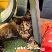 Superbes chatons maine coon loof #6
