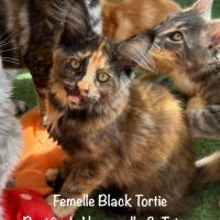 Superbes chatons maine coon loof #8
