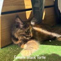 Superbes chatons maine coon loof #1