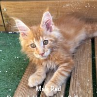 Superbes chatons maine coon loof #5