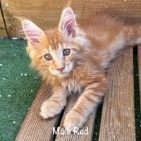 Superbes chatons maine coon loof #6