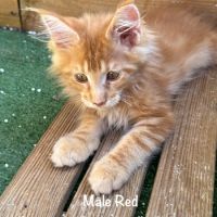 Superbes chatons maine coon loof #7