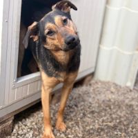 Nahari de roumanie à l'adoption