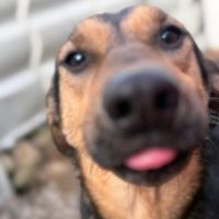 Nahari de roumanie à l'adoption #3
