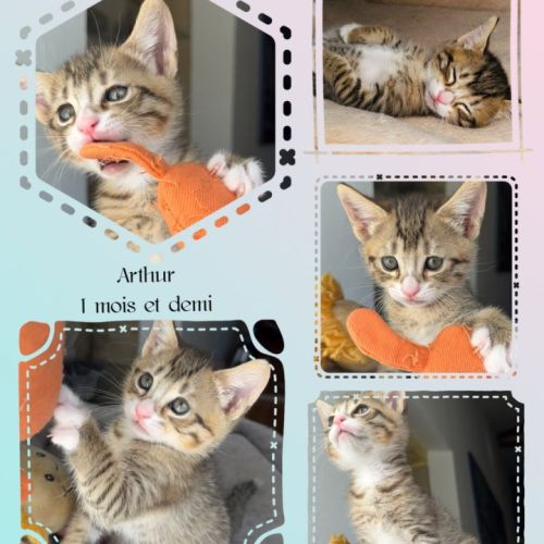 Arthur, adorable chaton à l'adoption #1