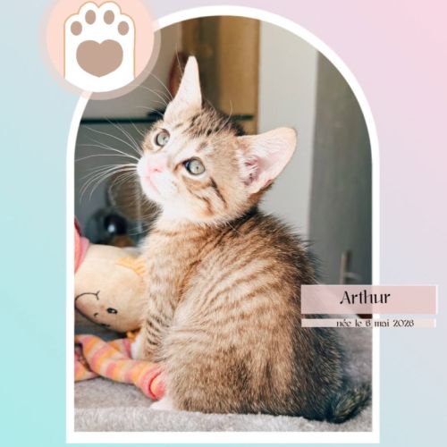 Arthur, adorable chaton à l'adoption #0