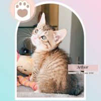 Arthur, adorable chaton à l'adoption