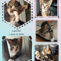 Arthur, adorable chaton à l'adoption #3