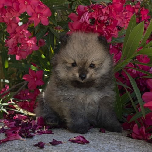 Spitz nain , loulou de pomeranie #1