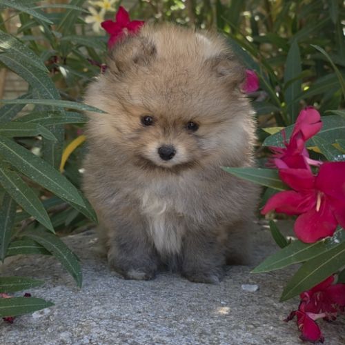 Spitz nain , loulou de pomeranie