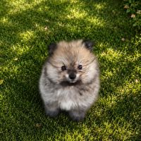 Spitz nain , loulou de pomeranie