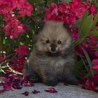 Spitz nain , loulou de pomeranie #1