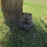 Spitz nain , loulou de pomeranie #2
