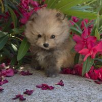 Spitz nain , loulou de pomeranie