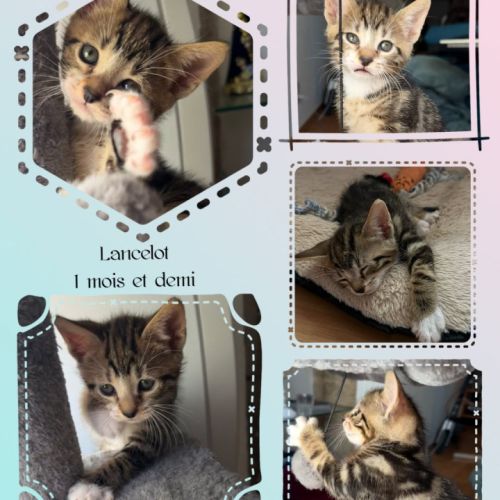 Lancelot, adorable chaton à l'adoption #3