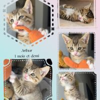 Lancelot, adorable chaton à l'adoption #1