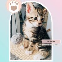 Lancelot, adorable chaton à l'adoption