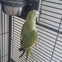 Perruches à collier #2