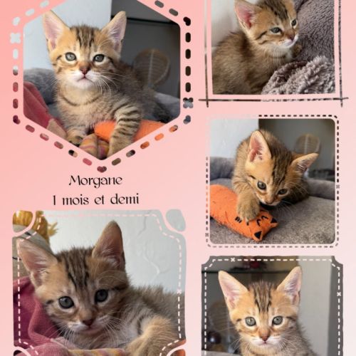 Morgane, adorable chaton à l'adoption #1