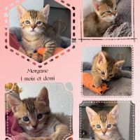 Morgane, adorable chaton à l'adoption #1