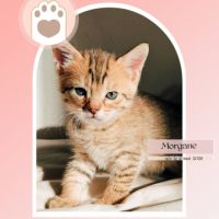 Morgane, adorable chaton à l'adoption