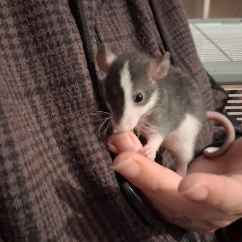 Ratons mâles rex #2
