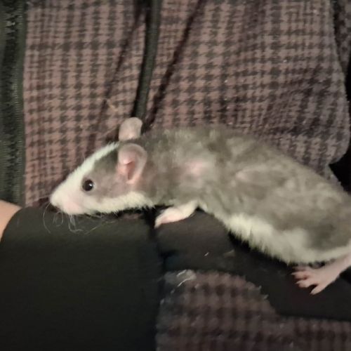 Ratons mâles rex