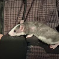 Ratons mâles rex