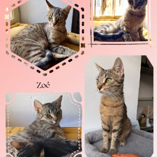 Genievre et zoe, adorable duo à l'adoption #2