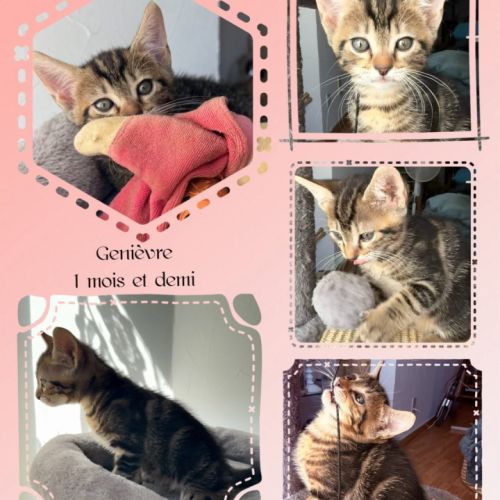 Genievre et zoe, adorable duo à l'adoption #4