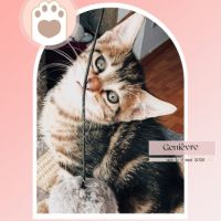 Genievre et zoe, adorable duo à l'adoption #1