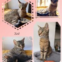 Genievre et zoe, adorable duo à l'adoption #2