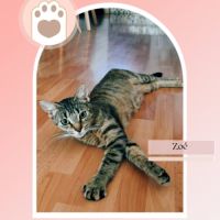 Genievre et zoe, adorable duo à l'adoption #3